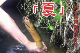几种常用钓黄鳝的方法，简单实用视频封面
