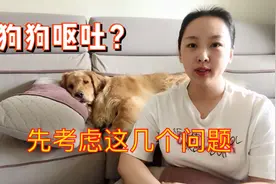狗子早上起来就呕吐，这几个问题要考虑，伴随其他症状可能严重了视频封面