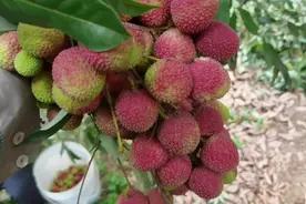 桂味荔枝又甜又脆，吃了停不下来，核大核小怎么分辨？视频封面