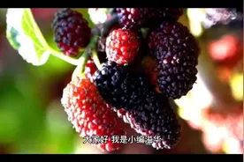 男人吃桑葚有什么好处，你知道吗？视频封面