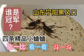 山东宁阳黑风口，四条精品小蛐蛐，比一比，看一看，斗一斗视频封面