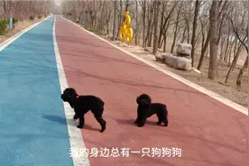 小公泰迪开始发情竟然和它妈妈对上眼了。狗狗真的没有道德底线吗