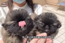 来繁殖户家挑选北京犬，看完这品相直接拿下，没想到下手晚了一步视频封面