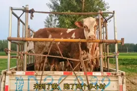 12000元买辆货车，靠运牛赚钱；130多公里远，运费500块，贵吗？