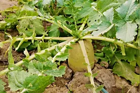 发酵人粪尿的4种方法，速度快，没有味道，肥效翻好几倍视频封面