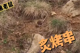 小伙烟熏老鼠洞，野外烧烤老鼠肉，旁边女子：口味还不错视频封面