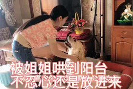 拉布拉多，被姐姐哄到阳台却又不忍心，最终是放进来了吗视频封面