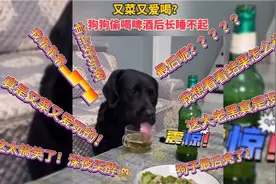 萌宠大放送：狗子深夜独自”买醉”！结果发起酒疯太尴尬了！视频封面