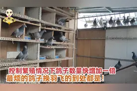 养鸽人烦恼的季节到了，鸽子数量增加一倍，换羽飞得到处都是！