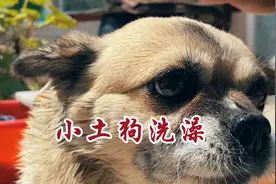 小土狗一年洗一次澡用了三盆水，全程很听话，洗干净也去住楼房视频封面