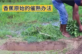 香蕉怎么样催熟呢，农民有些原始的方法，非常快速实用