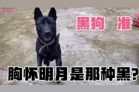 你只知道黑狗准“黑狗有几种黑”你知道吗？
