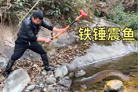 小伙用古老的方法抓鱼，铁锤砸石震鱼，几锤砸下去就有鱼出来视频封面