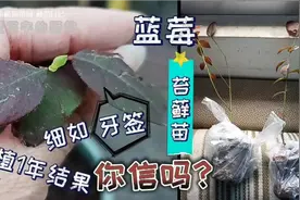 买了2棵传说中的蓝莓苔藓苗,细如牙签,种植1年就能结果,你信吗？视频封面