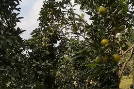 海南橙视频封面
