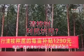 清桉是利农还是坑农，我们不要为了蝇头小利而鼠目寸光。视频封面