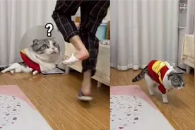 脚受伤了走路只能单腿跳，结果小猫咪模仿瘸腿来嘲笑我视频封面