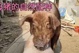 母猪的自然配种，提高受孕率！视频封面