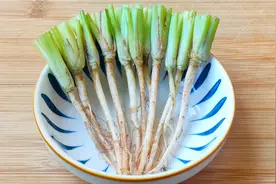 香菜根别再扔了，用开水煮一煮，没想到作用这么厉害，省钱又实用视频封面