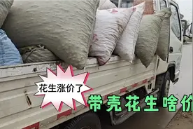 带壳花生多少钱一斤？邻居家卖花生，大家都争着买，这价格贵吗视频封面