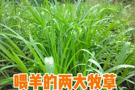 养羊小哥养羊，去割草介绍喂羊的两大高产牧草，种好了全年不愁喂视频封面