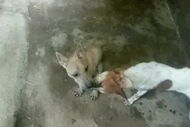 肉狗的配种次数多少，母狗受孕率高，产仔数多