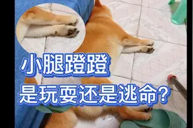 狗狗做梦不断蹬腿，是梦到追狗去了，或是被狗追去了，哈哈哈哈～