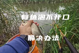 中午窝子里有鱼泡，鱼不吃怎么办？终极解决办法，老钓友都在用视频封面