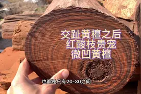 红酸枝内的贵宠微凹黄檀视频封面