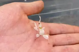 带你全程见证，兰花螳螂从幼虫到成年的进化全过程与周期视频封面