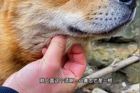 狗下面的须真的是“一龙，二虎，三是虫”吗？视频封面