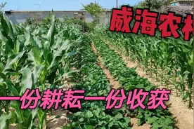 老吉带你走进威海农村，这就是城市人羡慕的田园生活视频封面
