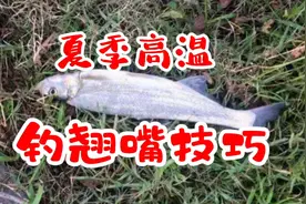 夏季高温钓翘嘴的三点技巧，简单好上手，连竿狂拉不是梦