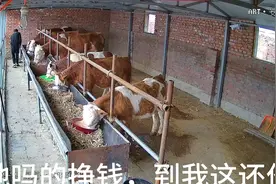 搞笑配图视频封面