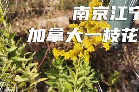 南京江宁区发现加拿大一枝花，该向哪个部门举报呢视频封面
