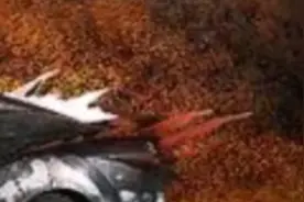 这所监狱只有强者可以活下来视频封面