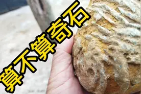 山东老焦在路边捡到一块石头，上面图案繁多，朋友们看看像什么视频封面