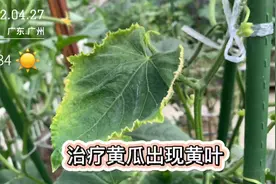黄瓜秧子顶端出现黄叶、萎缩，用了两个方法来挽救，已初见成效了视频封面