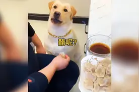盘点15个机智的狗子，都是神操作，没有一个动作是多余的，成精了视频封面