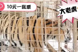 五一带孩子去动物园，老虎，狮子，大棕熊等等，门票十元，很开心视频封面