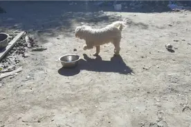 萨摩耶，金毛两个好朋友今天是怎么了，友谊的小船说翻就翻啊