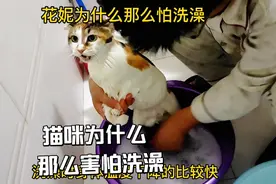 猫咪为什么害怕洗澡，它们的祖先是在非洲，生活在沙漠不接触水