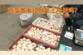 河北大叔买鸡蛋问鸡蛋黄为啥发红？听听老板是怎么说的，你认同吗视频封面