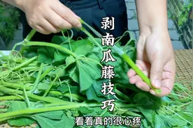 每次剥南瓜藤是不是扔掉很多，掌握这个技巧没有老藤一点也不浪费视频封面