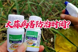 大蒜病害防治时间？蒜苗4、5叶用这药兑水喷一喷，抗病蒜头大高产视频封面