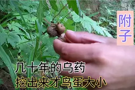 乌药又叫五毒，川乌经过炮制得附子，几十年才长鸟蛋大小，奇怪了视频封面