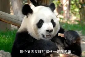 大熊猫越来越多，甘肃陇南又增加了视频封面