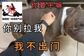 北京37度 恶霸犬出门看一眼风景就往家跑 请把空调给我安到头上视频封面