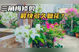 三角梅修剪最快多久复花，一天有可能吗？这个视频解答网友疑问视频封面