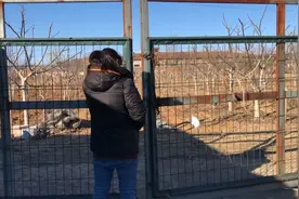 媳妇回家过年却把小伙手机拿走了，地里发生了件大事，大好事视频封面